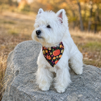 Fall Pumpkin Harvest | Snap On Bandana