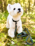 Signature Collar | NL Tartan