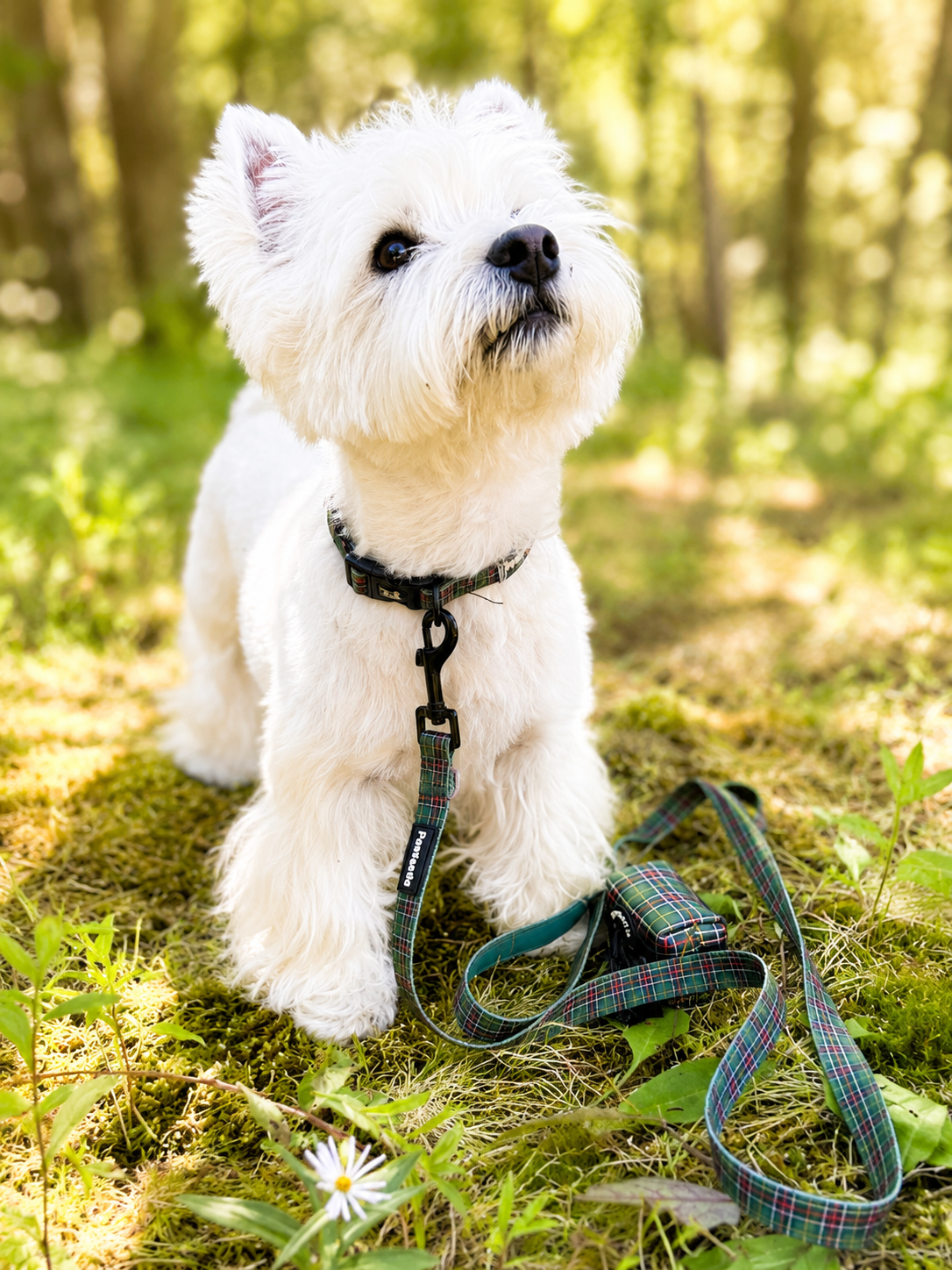 Wag & Wander Leash | NL Tartan